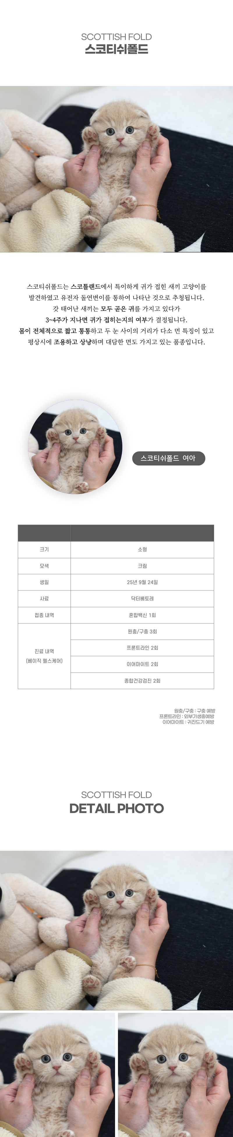 스코티쉬폴드_상세이미지_2